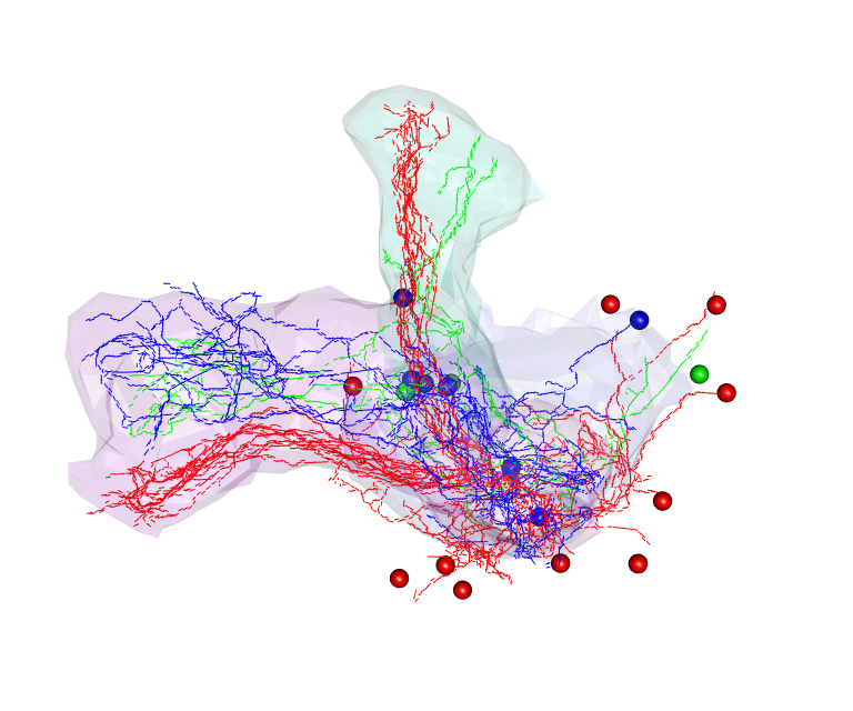 Kenyon cell clustering in 3D