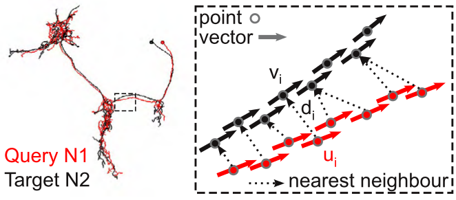 Comparing neurons