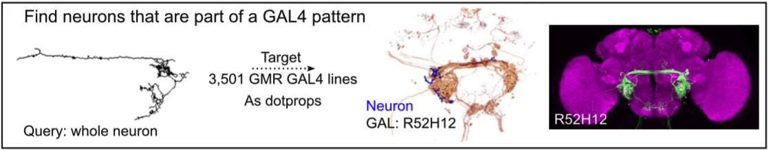 Finding GAL4s from neurons
