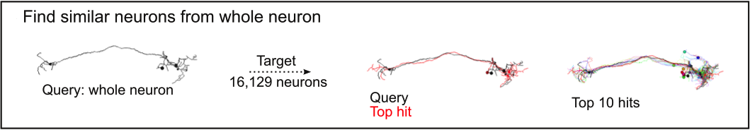 Finding neurons from neurons