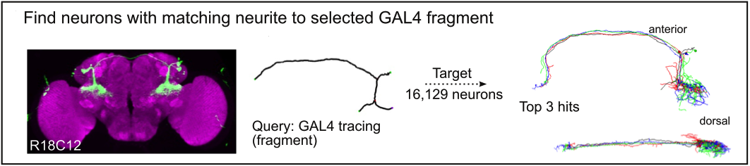 Finding neurons from traces